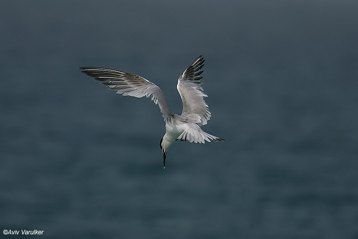     Sandwich Tern Sterna sandvicensis               , 2009.: 